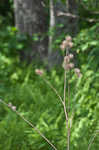 Lesser burdock